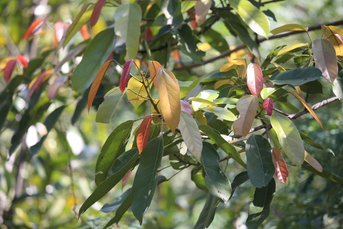 Pterygota thwaitesii (Mast.) Alston